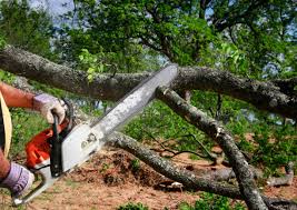 How Our Tree Care Process Works  in  Teaticket, MA